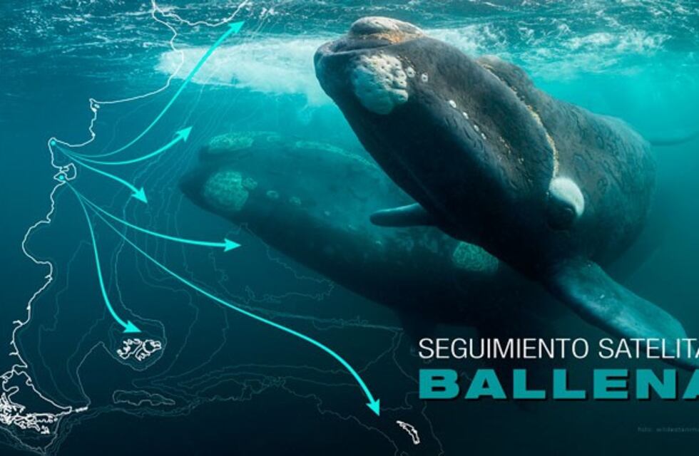 23 ballenas francas son seguidas vía satélite en tiempo real