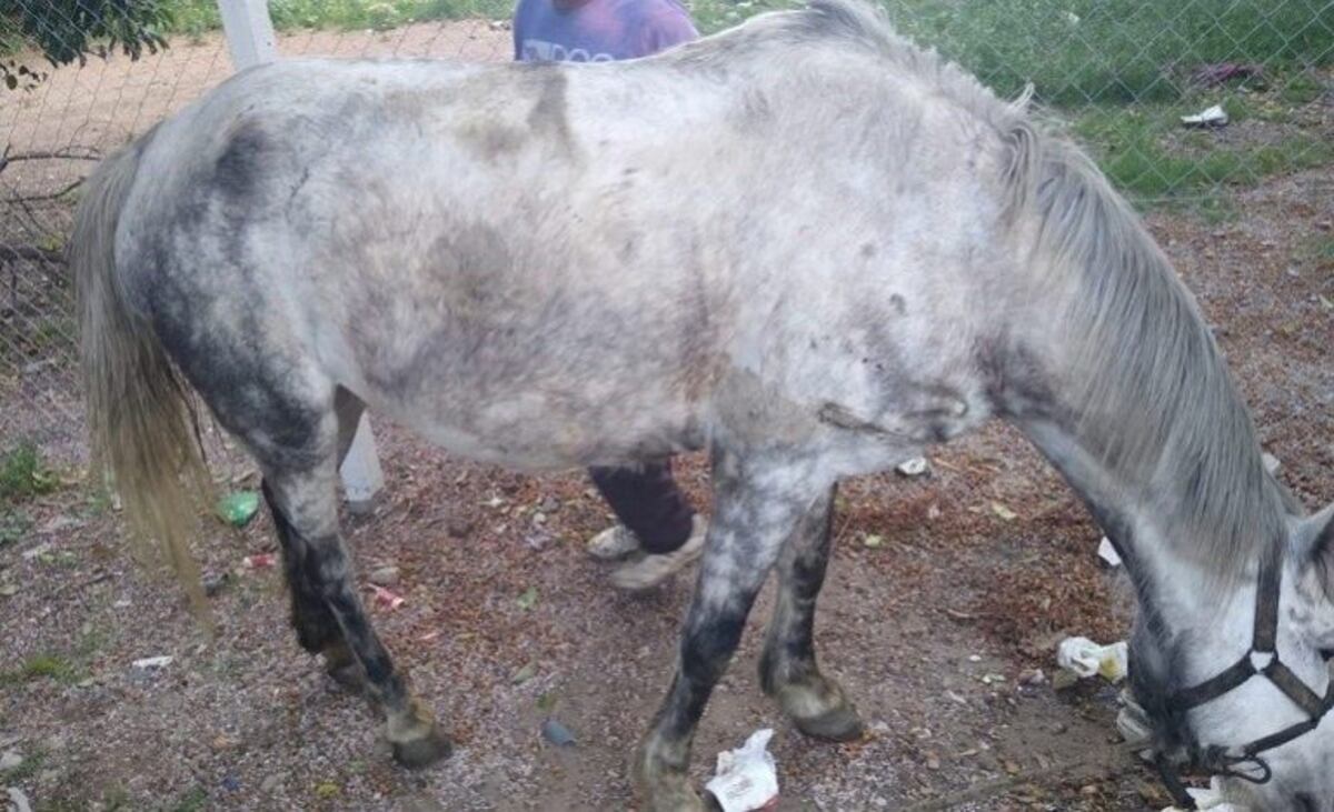 Caballo maltratado en Felipe Moré y Garibaldi\u002E (Ministerio de Seguridad)