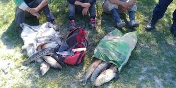 Pescado Paraná