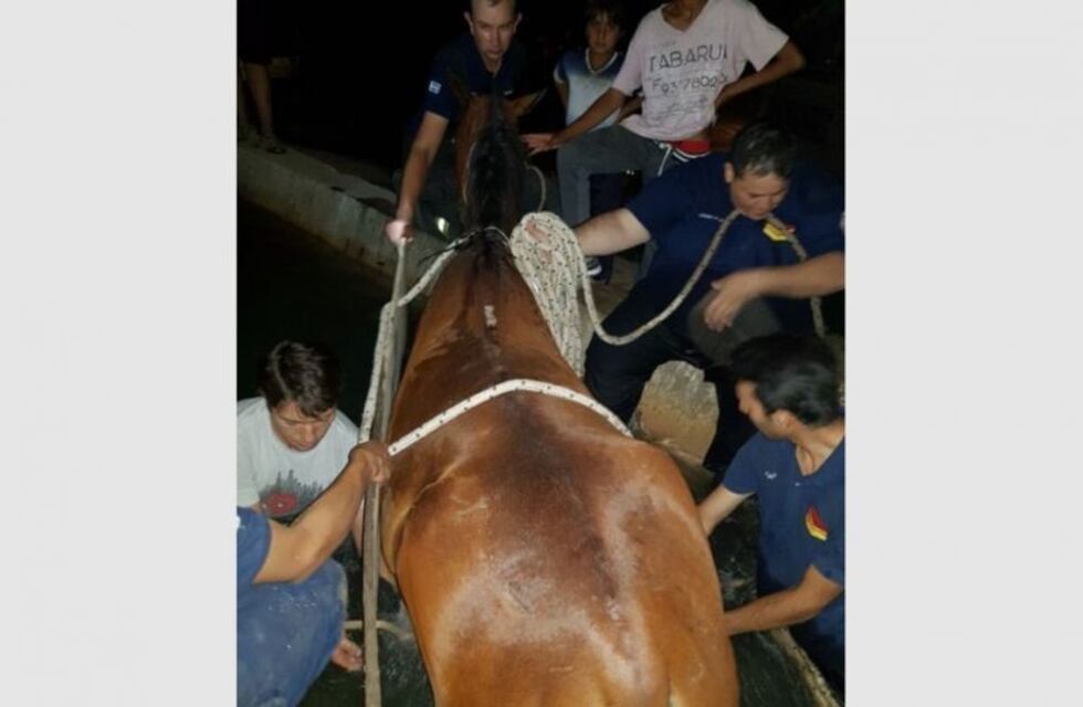 Mirá como rescatan a una yegua que cayó a un canal en San Juan