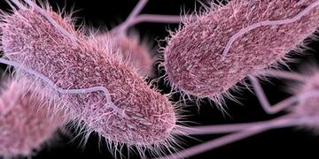 Qué es la salmonella y la shigella, las bacterias que podrían haber causado las intoxicaciones en Berazategui. Foto: Web.