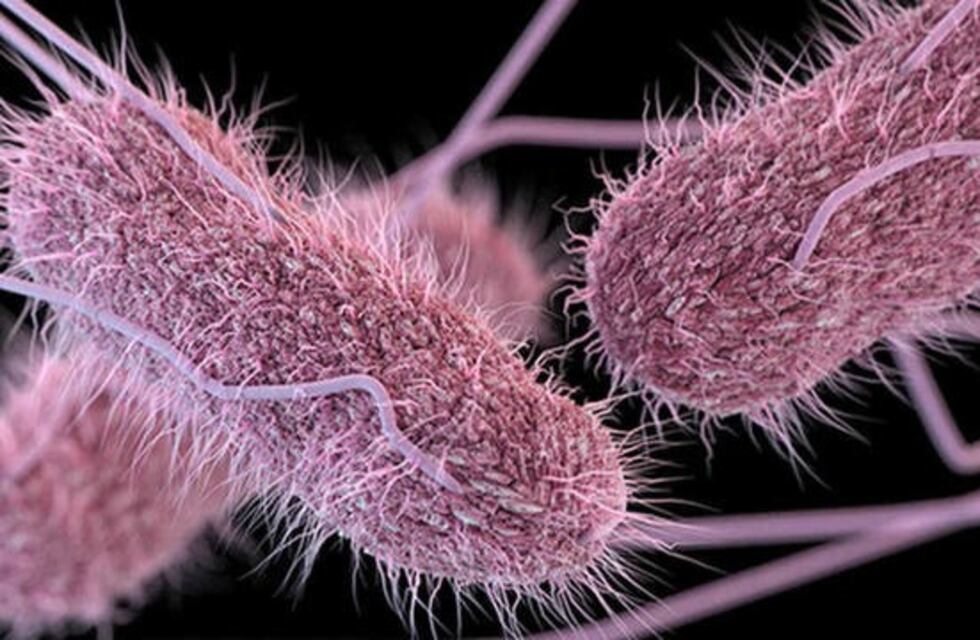 Preocupa el incremento de casos de Salmonella en Salta