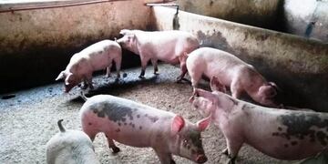 Robo de chanchos\u002E