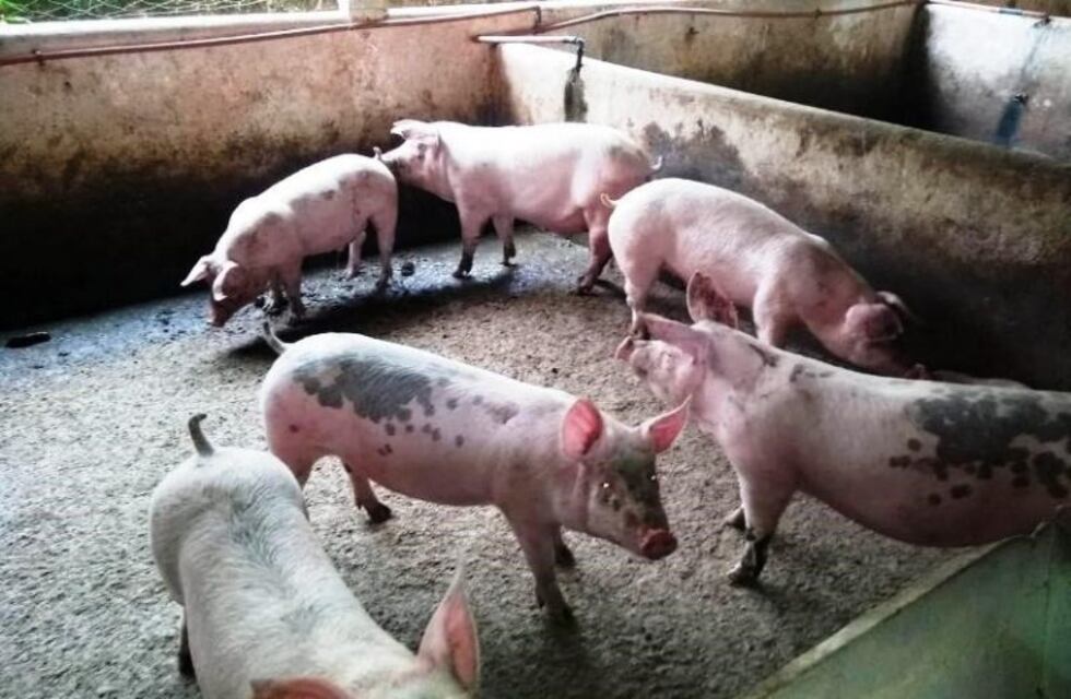 Tremendo robo en un criadero: delincuentes se llevaron 273 chanchos