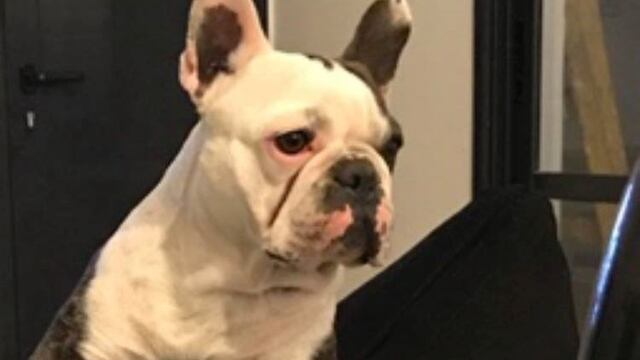 Uno de los perros robados