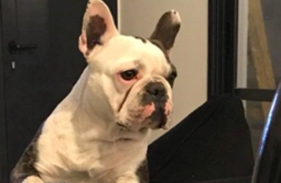 Increíble: en menos de 24 horas le robaron tres perros y le desvalijaron la casa