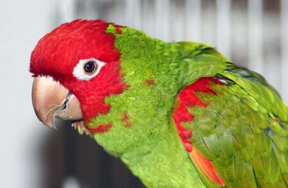 Preparan una cacería de aves exóticas en el parque General San Martín