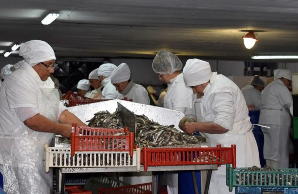 CAMPAÑA DE ANCHOA: alrededor de 200 personas trabajan en Engraucoop
