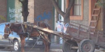 La Justicia dio el aval a la consulta popular por la sustitución de la tracción a sangre