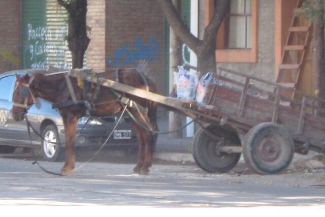 La Justicia dio el aval a la consulta popular por la sustitución de la tracción a sangre