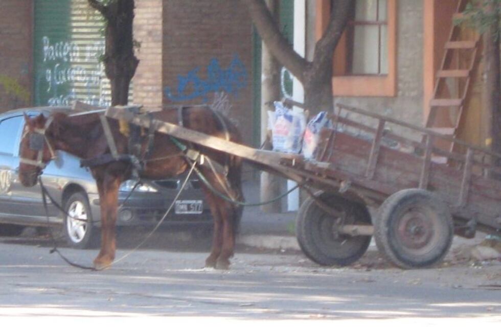 La Justicia dio el aval a la consulta popular por la sustitución de la tracción a sangre