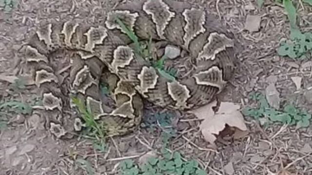 La mujer fue picada por una víbora yarará\u002E