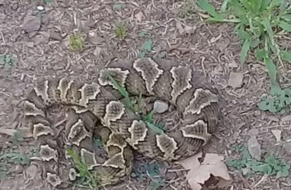 Mujer de 80 años se salvó de milagro tras ser picada por una víbora yarará