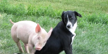 El video que muestra el vínculo amistoso entre un perro y un cerdo se volvió viral\u002E