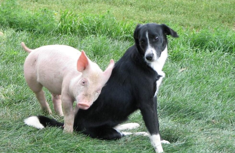 Un perro y un cerdo se juntar a jugar semanalmente y su video se volvió viral