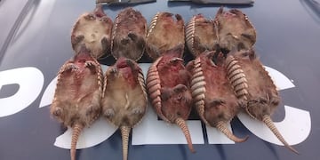 Los detuvo la policía en San Rafael y les encontraron 34 piches degollados. Imagen ilustrativa