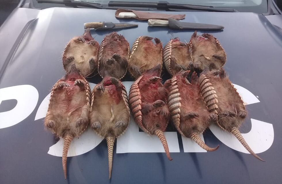 La Policía detuvo a cuatro cazadores furtivos y secuestró 34 piches.
