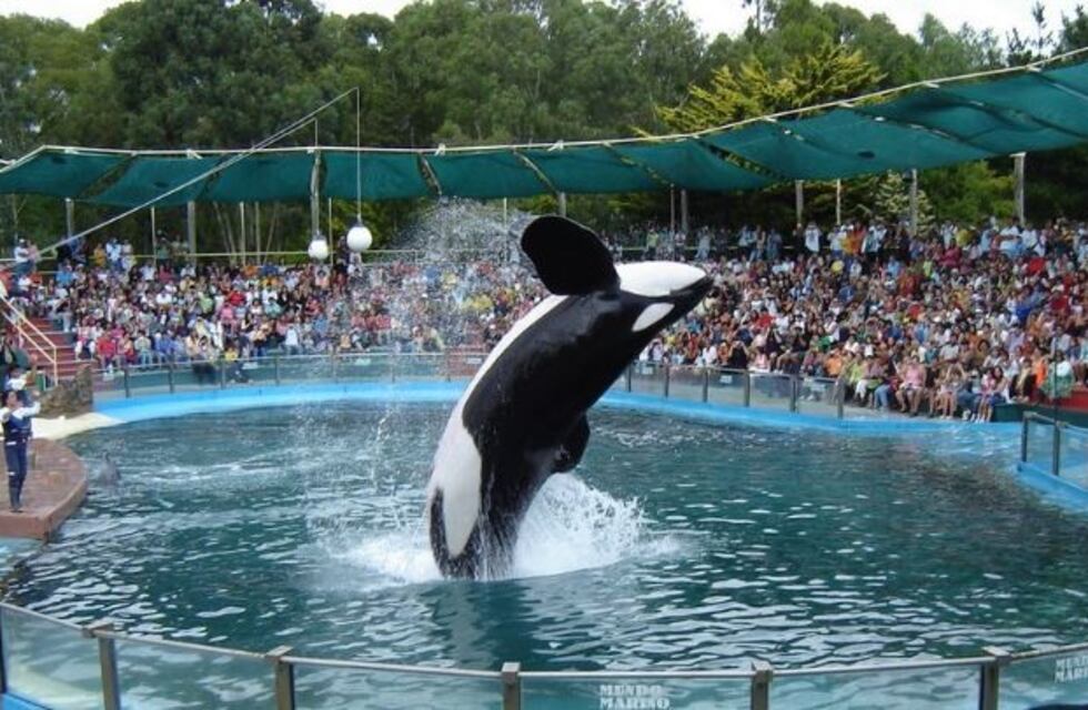 Activistas protestaron frente a acuario de San Clemente contra exhibicion de animales en show