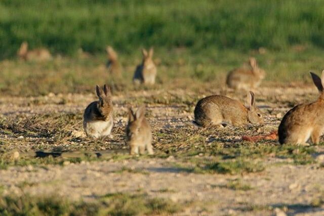 Conejos en Ushuaia\u002E