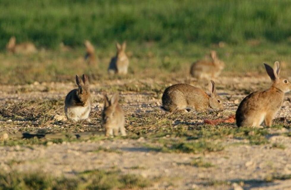 Continúa la polémica por la matanza masiva de conejos en Ushuaia: ahora piden que el caso sea "secreto"