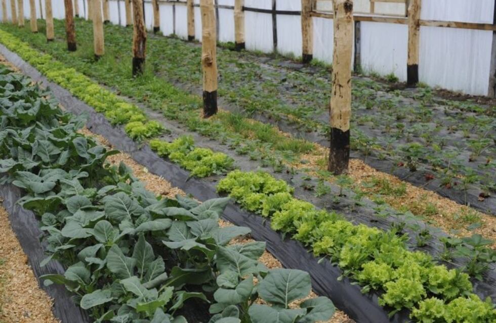 16 de octubre: "Día Mundial de la Alimentación"