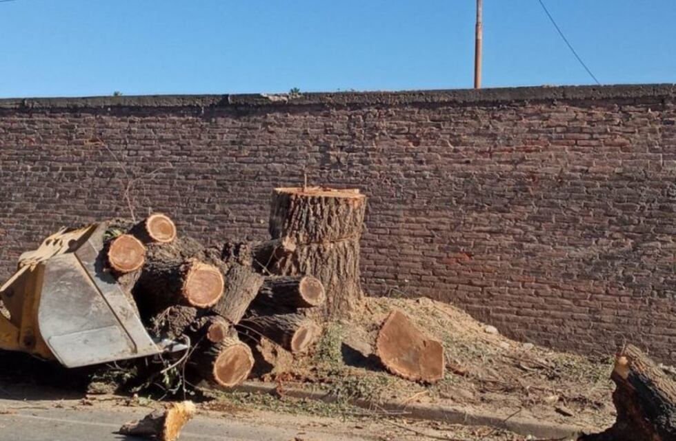 Polémica por la extracción de árboles de la calle Mitre.