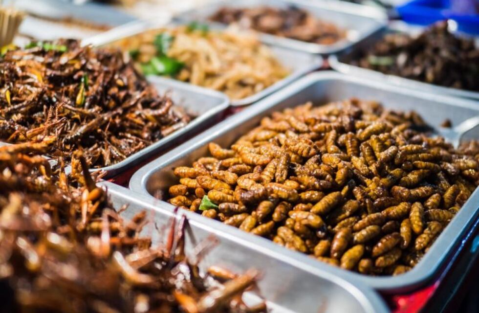 Los insectos podrían ser el alimento que salve al planeta