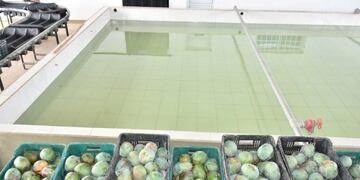 300 mil kilos de mangos formoseños partieron hacia mercados nacionales