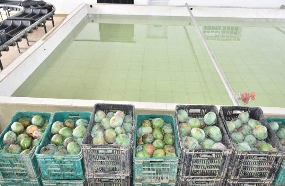 Mangos formoseños parten hacia los mercados nacionales