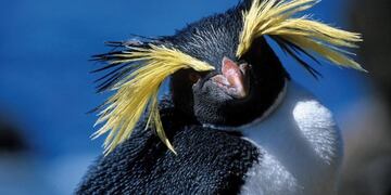 fiesta del penacho amarillo