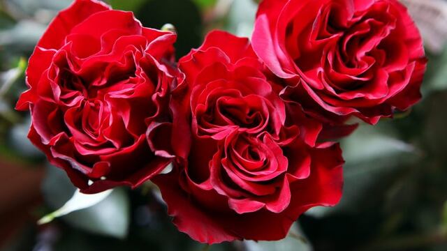Rosas (Foto: EFE/José Jácome)