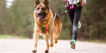 Un perro le mordió los testículos a un runner y detuvieron a su dueña