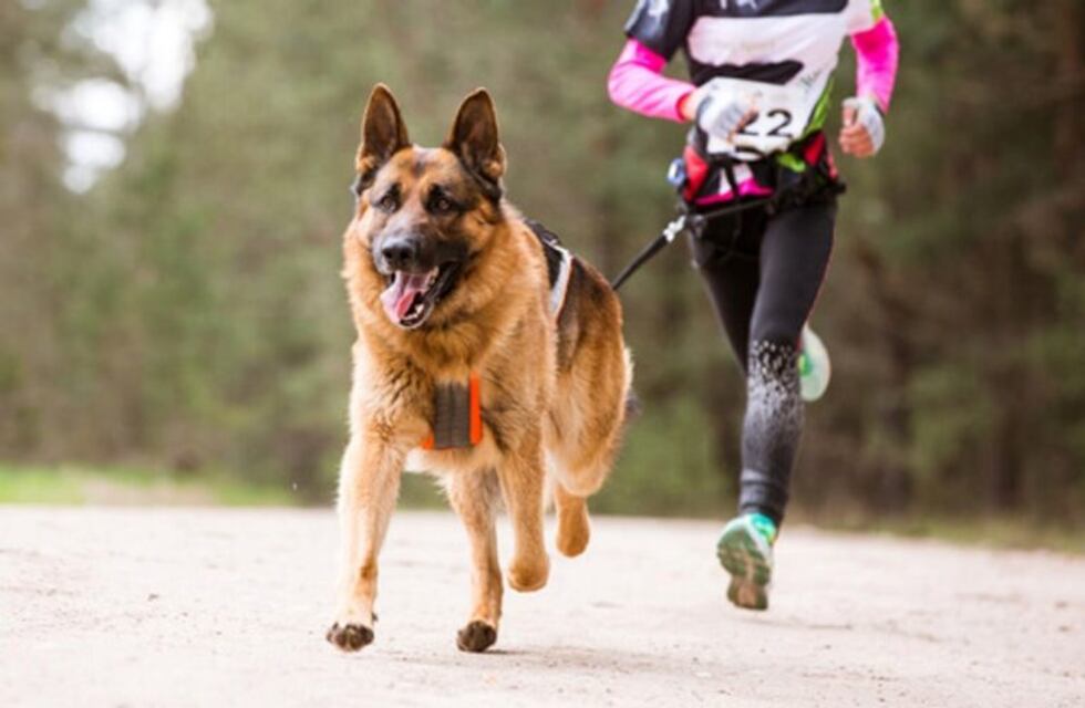 Un perro le mordió los testículos a un runner y detuvieron a su dueña
