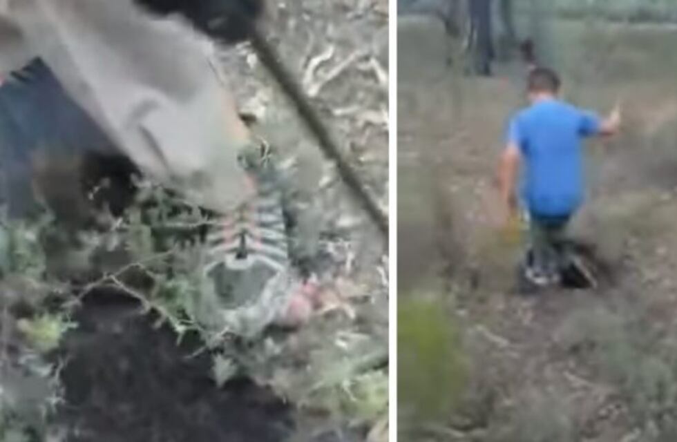 Niños se filmaron torturando y matando a un Jote, especie en peligro de extinción