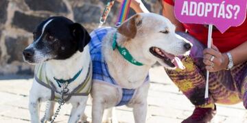 Micky y Manchitas Alta Gracia