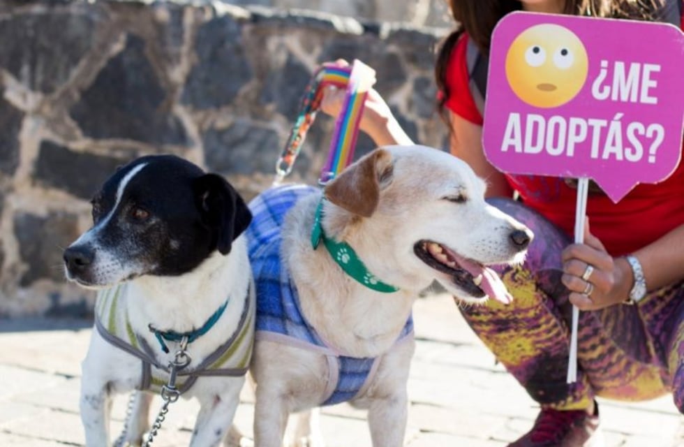 Fundación ADMA: Micky y Manchitas a la espera de una nueva familia