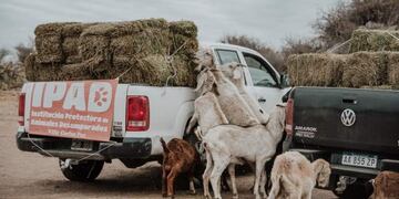 Cientos de animales fueron asistidos con alimentos gracias al aporte de la gente\u002E (Foto: Facebook / Ipad Carlos Paz)\u002E