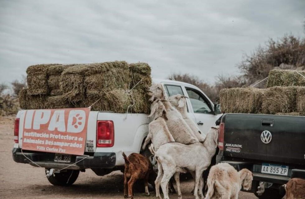 El amor de una protectora carlospacense llegó a Characato y asistió a cientos de animales