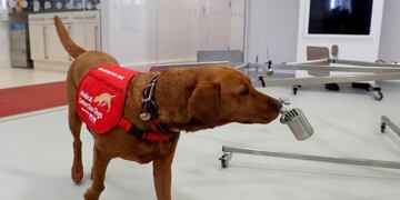 Perros entrenados para detectar coronavirus