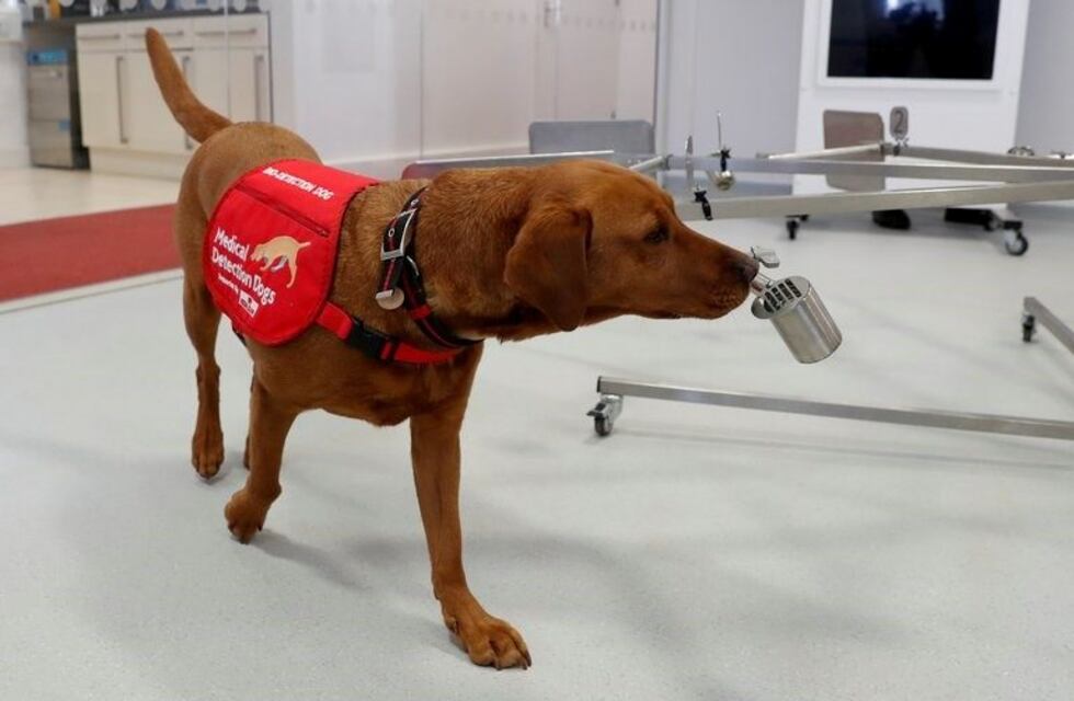 Perros entrenados para detectar coronavirus en personas
