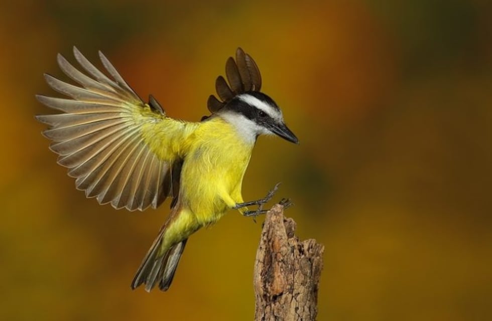 Resistencia eligió su ave característica: el pitogüé