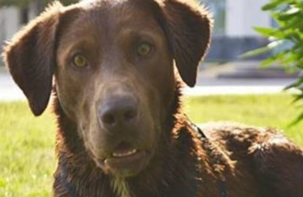 El vecino que sale a silbar todos los días para encontrar a su perro Jimmy