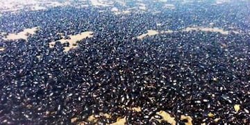 Invasión de cascarudos en La Pampa (TN\u002Ecom\u002Ear)