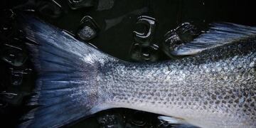 Encontraron un pez muerto por un vaso de plástico\u002E