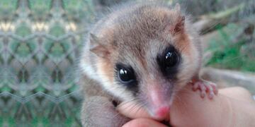 Apareció un Monito del Monte en Neuquén y causó ternura.