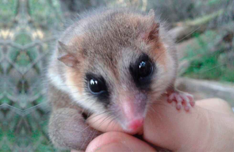 Insólita visita en Neuquén: apareció un Monito del Monte por las lluvias y su video causó ternura