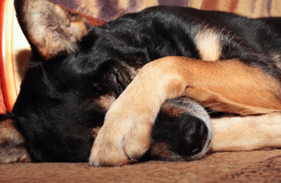 Rayaron la cara a un perro con una lapicera: el repudio de los vecinos de Comodoro Rivadavia