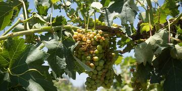 Suspendieron la Vendimia por los fuertes vientos y caída de granizo sobre viviendas y terrenos cultivados que afectó unas 17 mil hectáreas productivas de Lavalle y zona Este.