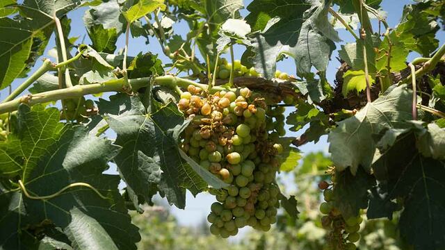Suspendieron la Vendimia por los fuertes vientos y caída de granizo sobre viviendas y terrenos cultivados que afectó unas 17 mil hectáreas productivas de Lavalle y zona Este.