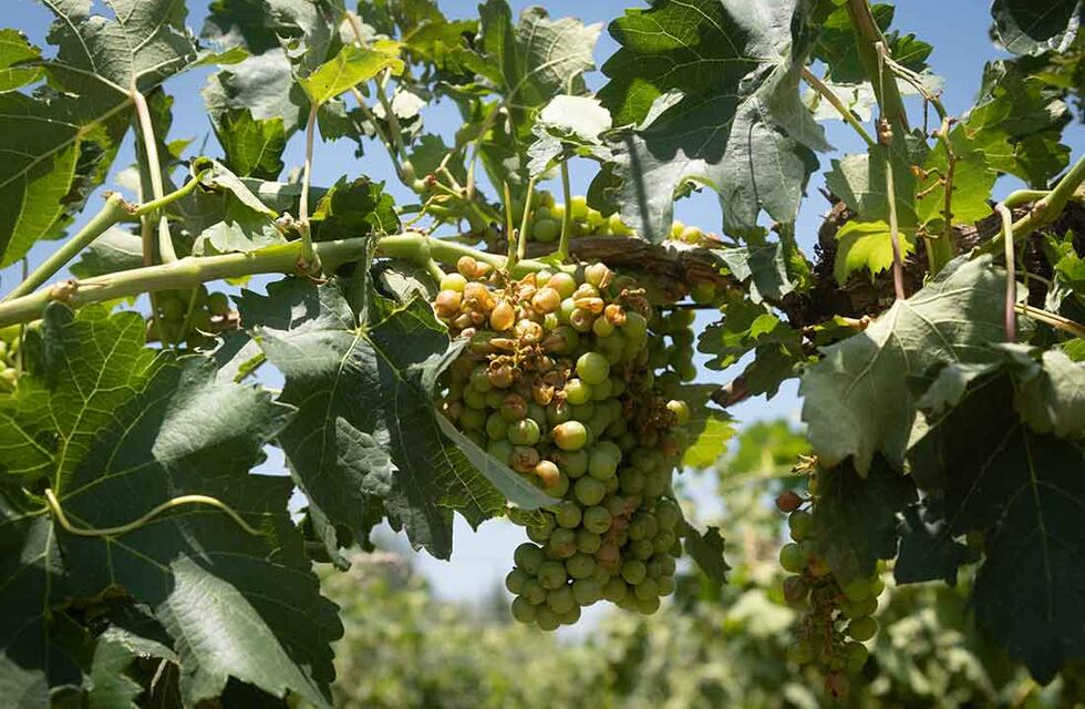 Vendimia 2022: Lavalle suspende su fiesta por la pérdida de la cosecha tras el temporal